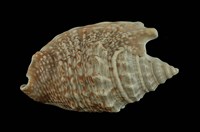 藏品(緋袖鳳凰螺)的圖片